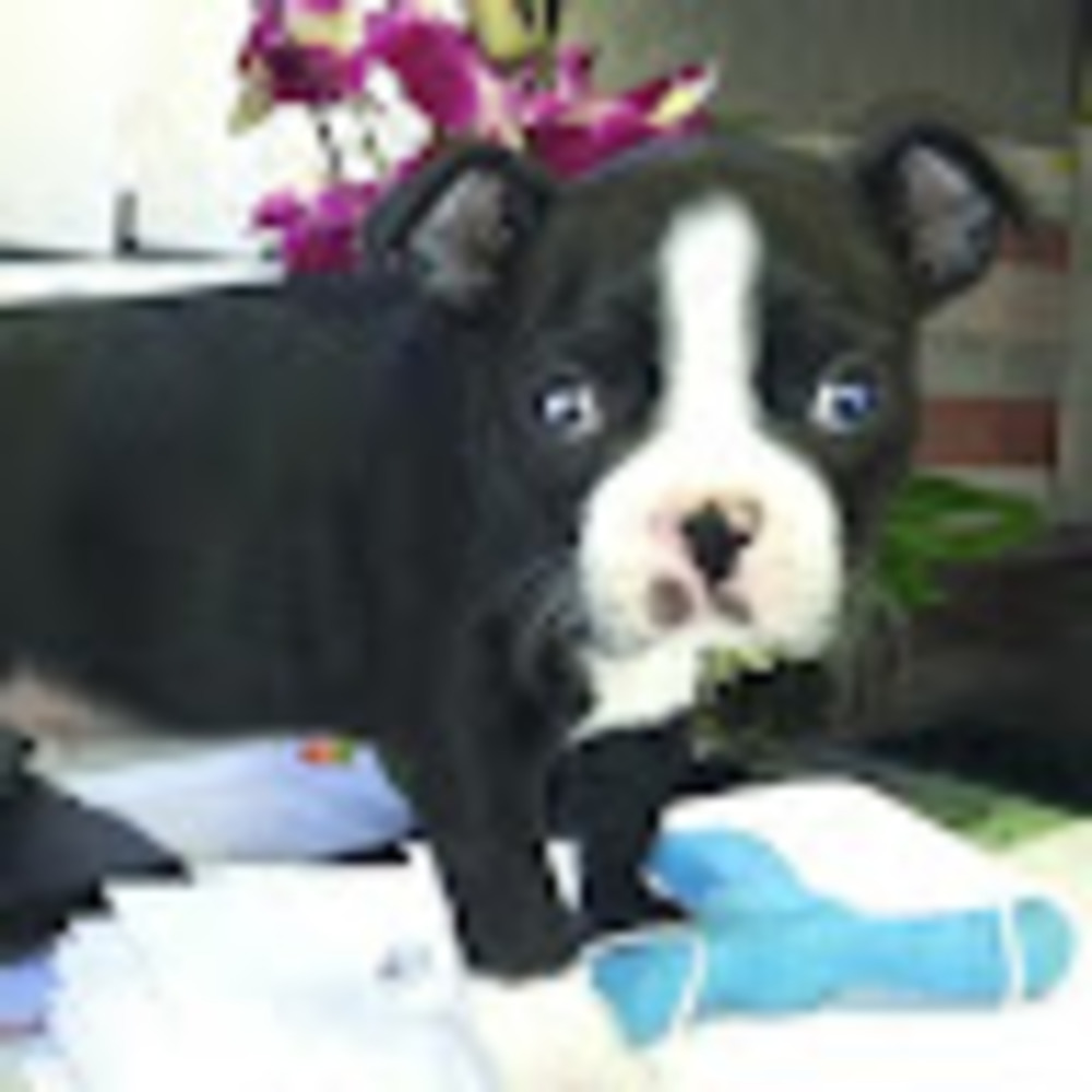 Meet your Posher, Sonnet